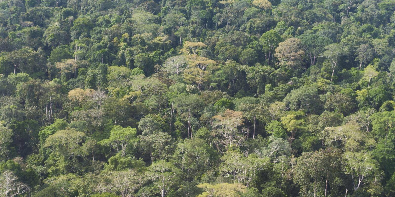 Aerial photography of Rainforest in Dzanga National Park at triangle of Democratic Republic of the Congo, Cameroon and Central African Republic on 13 March 2015. Photo: Michael Gottschalk / Getty Images
