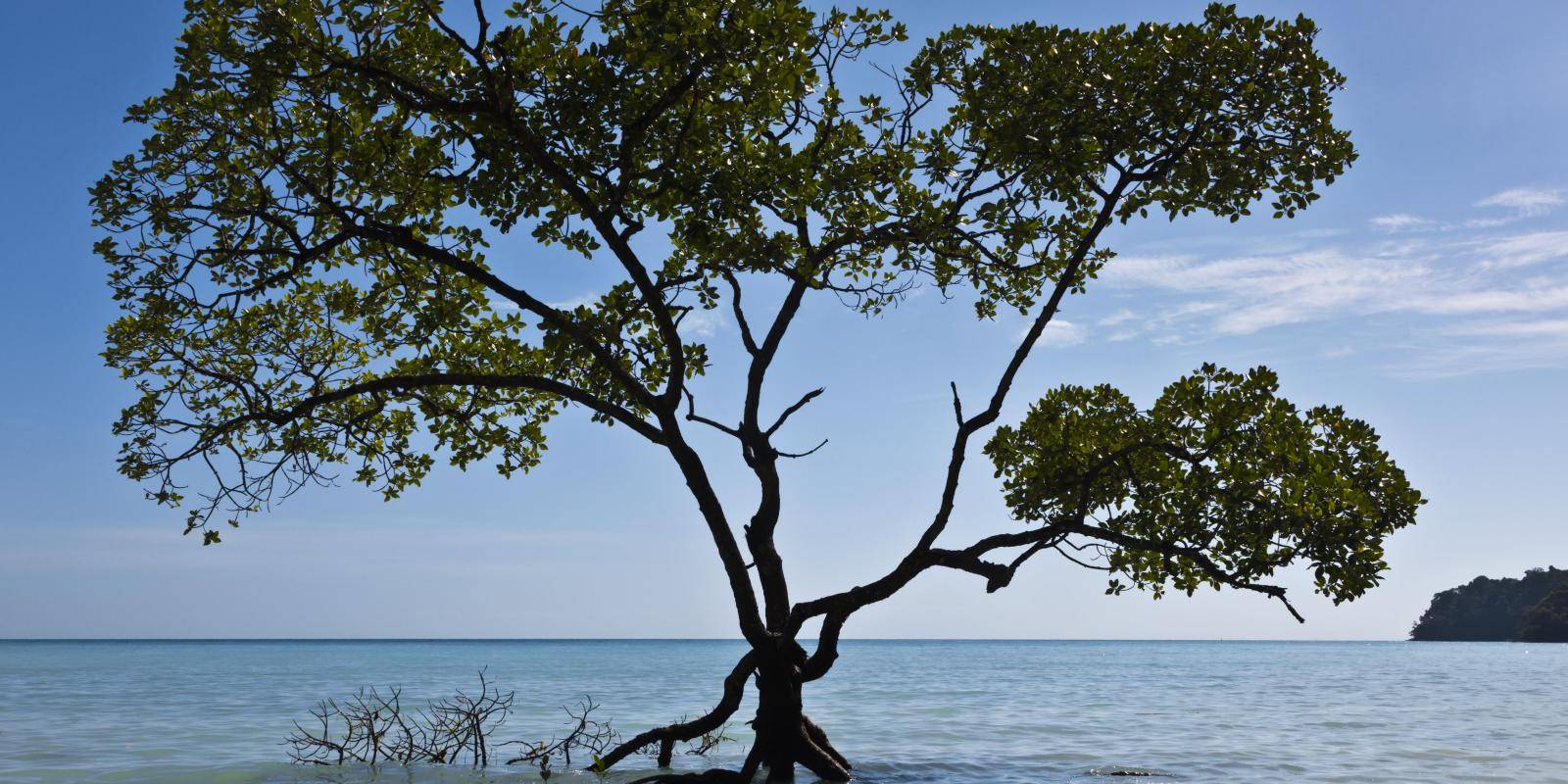 A mangrove off the coast of Thailand.