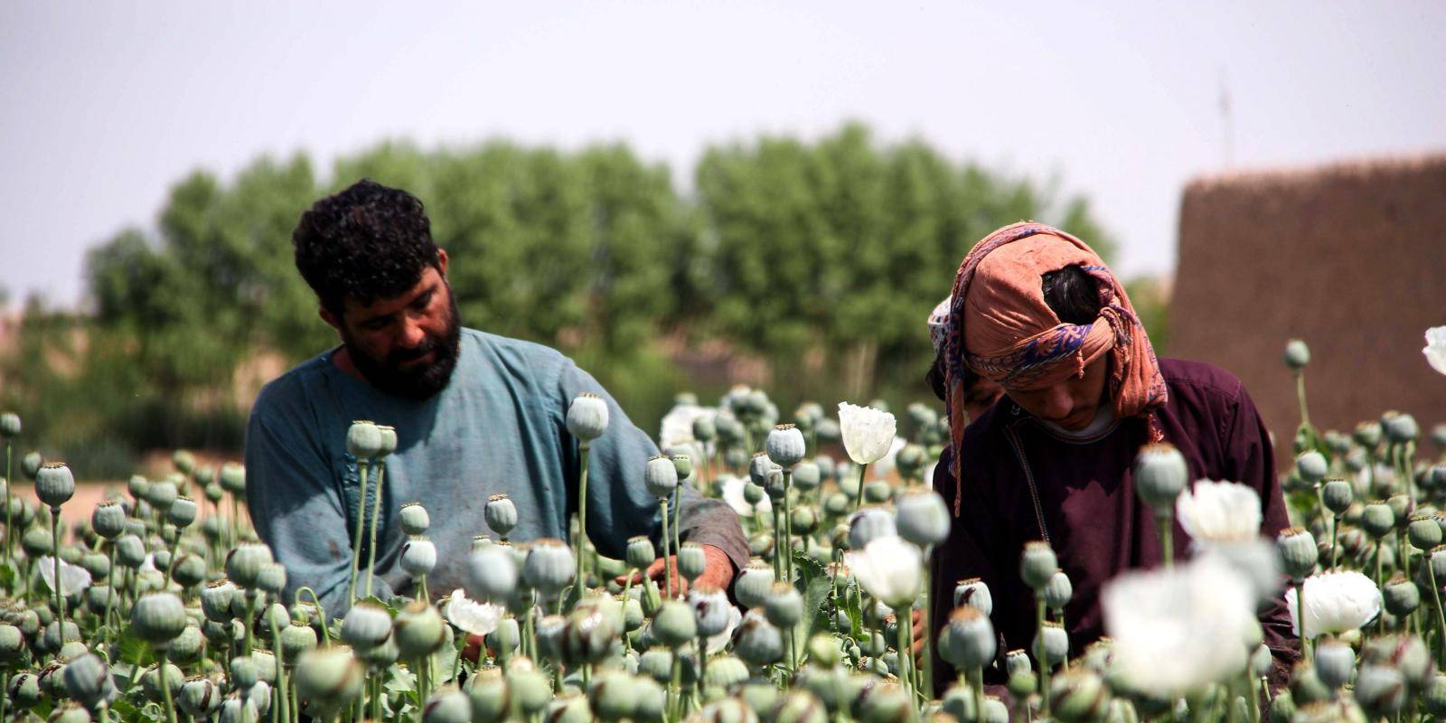 Afghanistan | Chatham House – International Affairs Think Tank