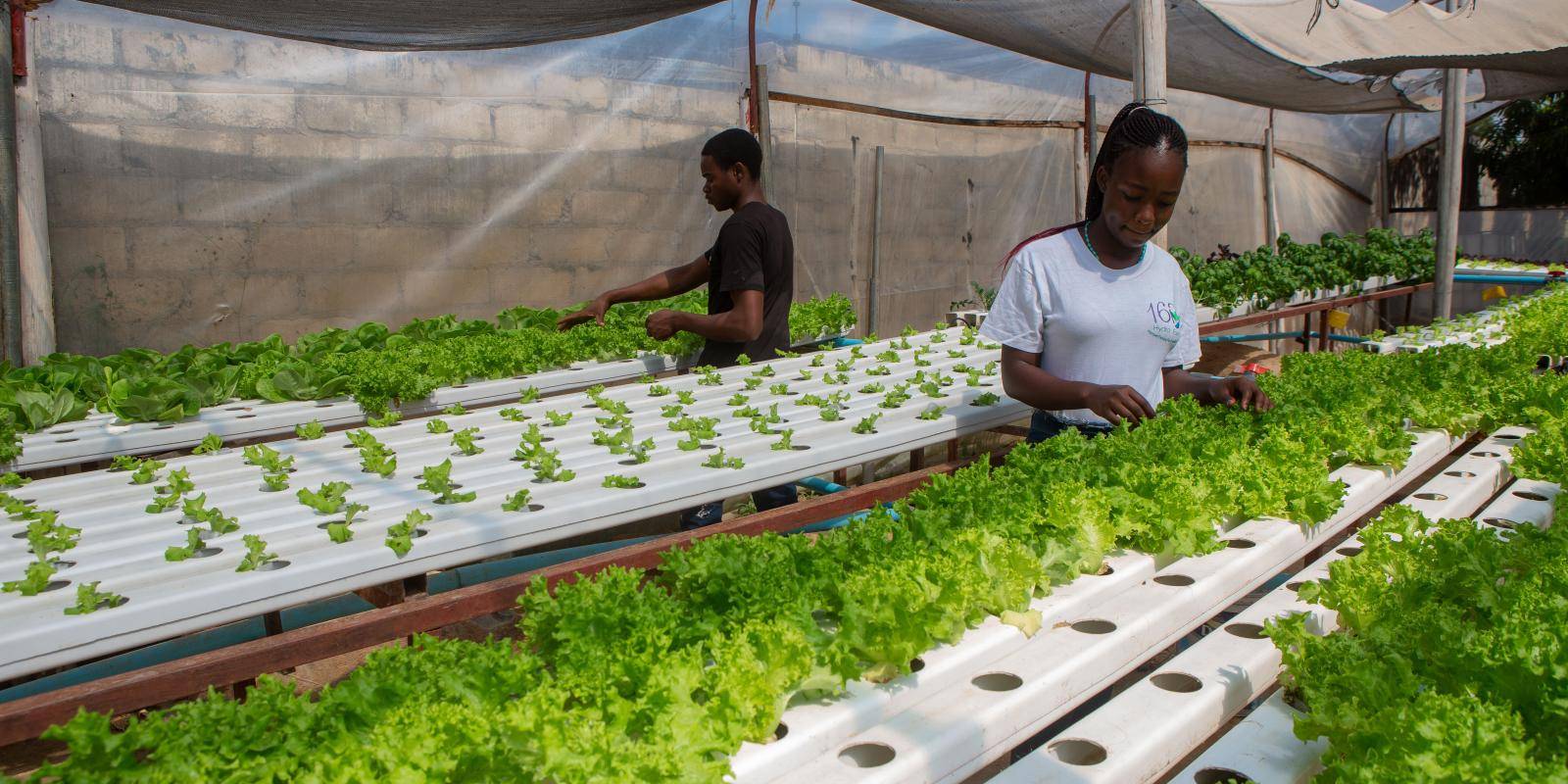Photo shows workers harvesting green lettuce at a hydroponics farm in Harare, Zimbabwe