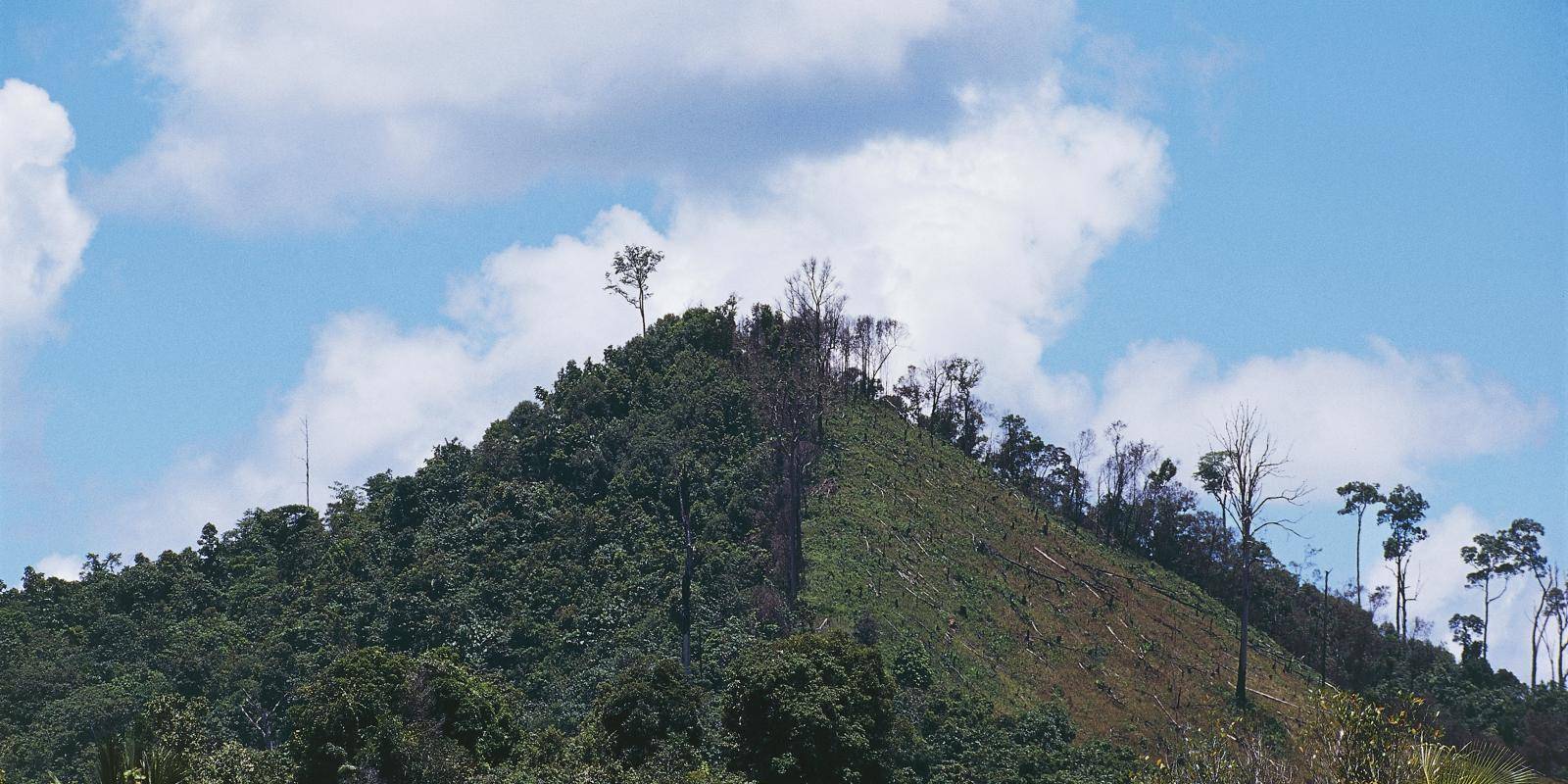 View of a conical hill where exactly half is covered in trees and half is bare.