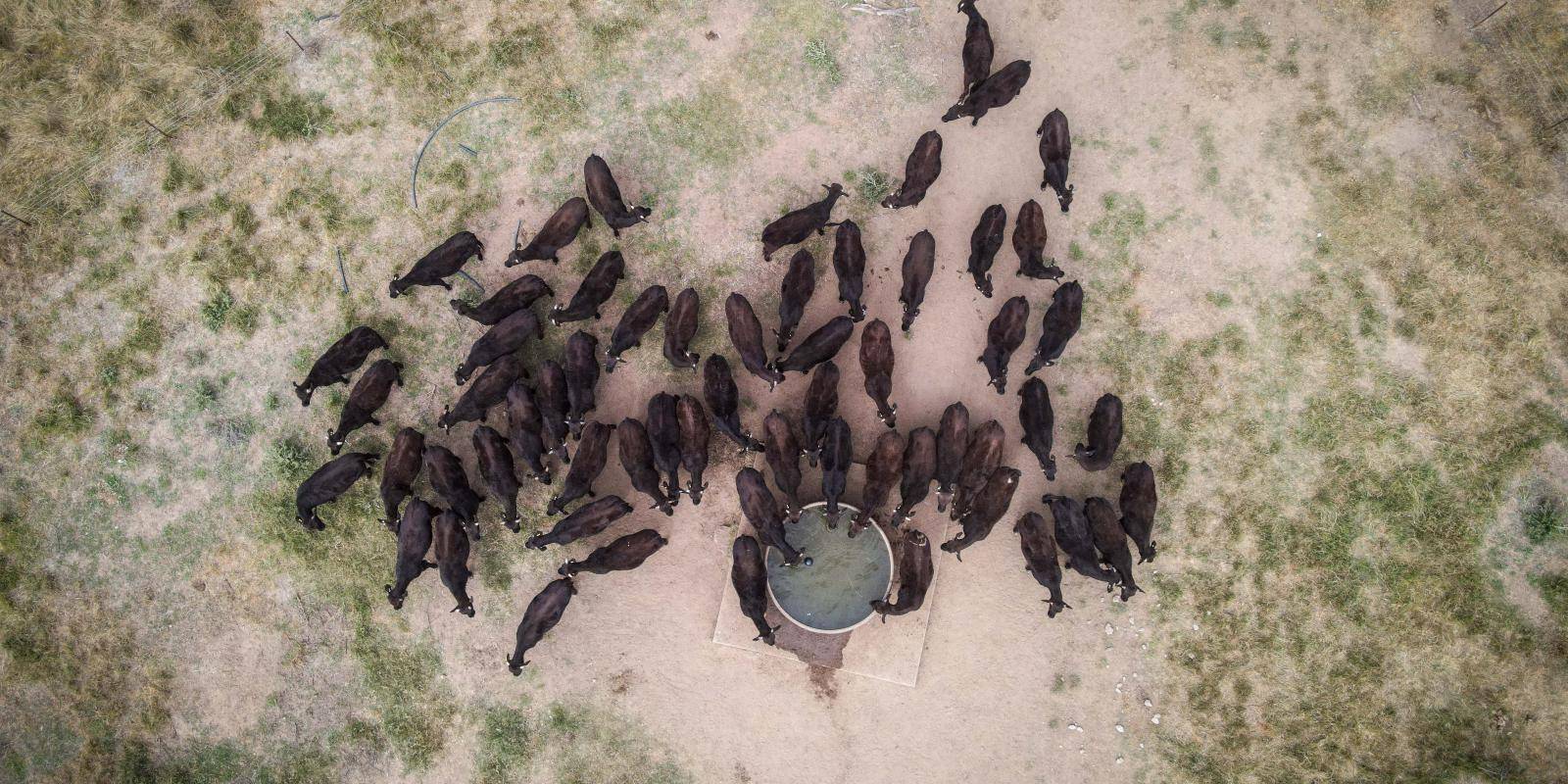 An aerial shot of cattle drinking at a trough.
