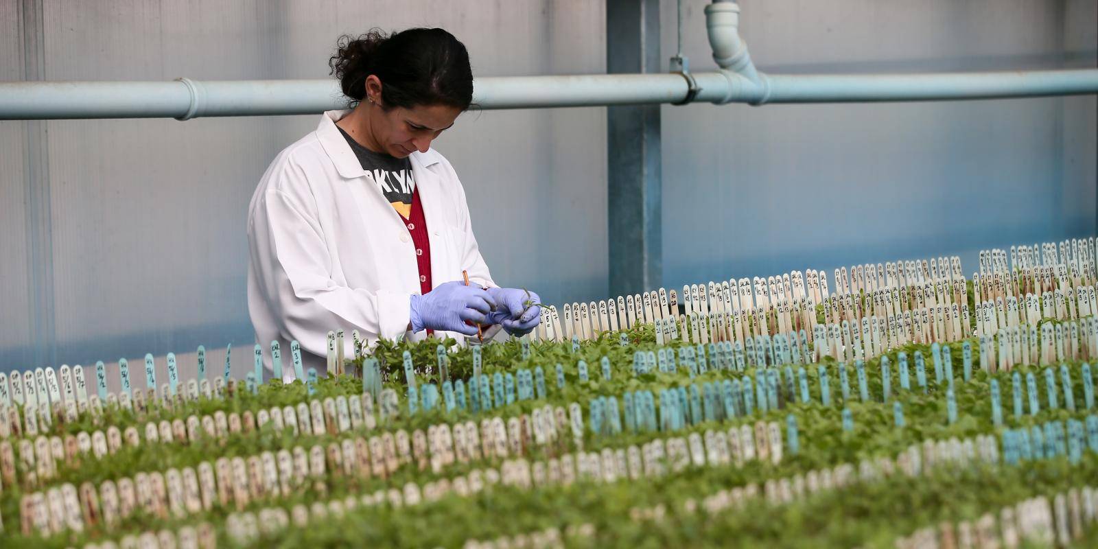 An official is tending rows of seedlings in a propagator