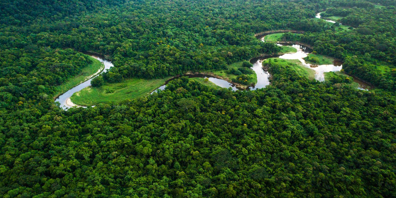 View of the Atlantic Forest in Brazil. As many as 40% of the world’s undiscovered tree species could be in South America.