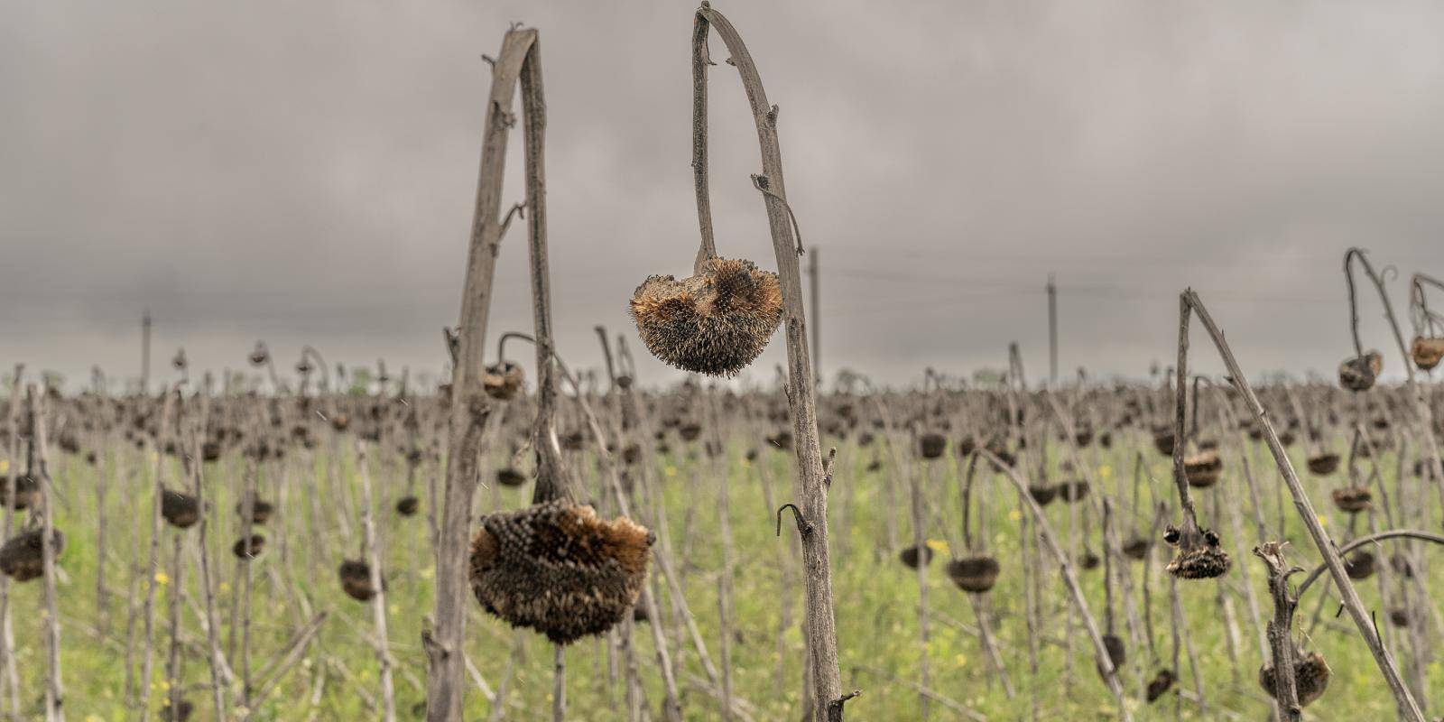 A field of decaying sunflowers unharvested due to the ongoing war in Ukraine against a grey sky.
