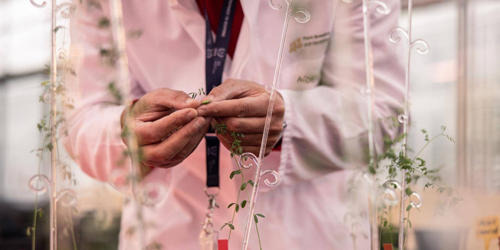 A scientist exams lentil plants in a laboratory.