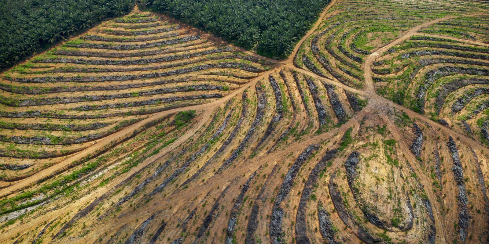 A small area of green forest is visible above two triangular areas of deforested land, crossed by dirt tracks.