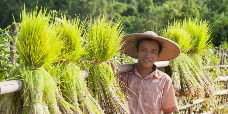 Young Burmese man carrying green rice seedlings on a pole.