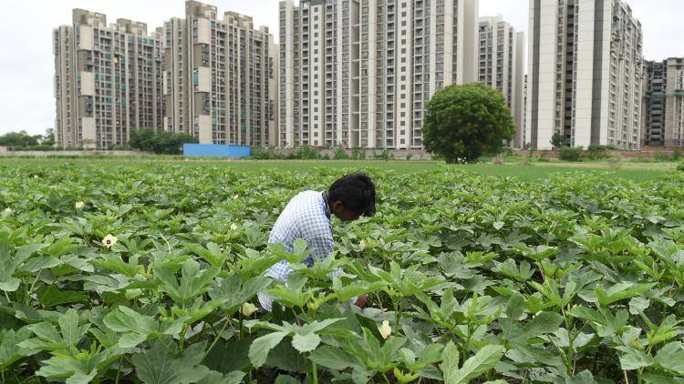 An Indian farmer works in an agriculture field next to apartment blocks on the outskirts of Ahmedabad on August 24, 2018. Photo by SAM PANTHAKY/AFP via Getty Images.