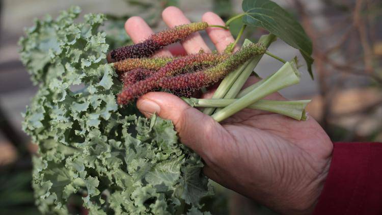 Ida Amal picks various vegetables from her rooftop garden in Serpong. 