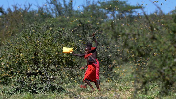 Two young Kenyan girls force a swarm of locusts to take flight as it threatens to devour pasture on which the village’s cattle feed. The UN Food and Agriculture Organization described the locust infestation as a threat to food security.