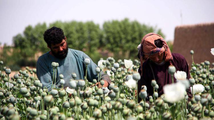 Two farmers working in a poppy field