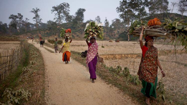Women carrying firewood on top of their heads