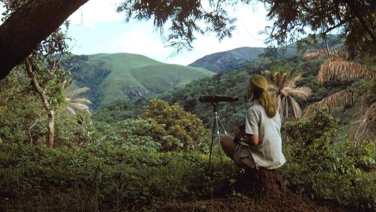 In her early days at Gombe, Jane Goodall spent many hours sitting on a high peak with binoculars or a telescope, searching the forest for chimpanzees. Photo: The Jane Goodall Institute.