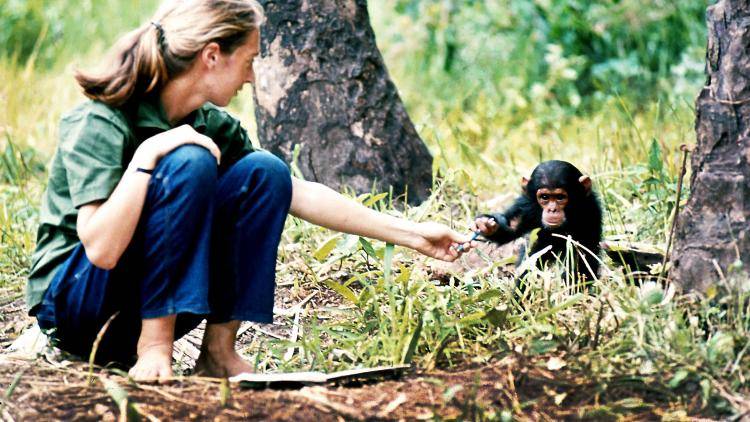 Young researcher Jane Goodall with baby chimpanzee Flint at the Gombe Stream Research Center in Tanganika. Photo: Hugo van Lawick and The Jane Goodall Institute.