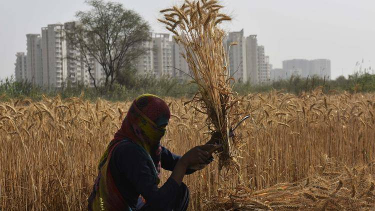 Harvesting the wheat crop on the occasion of Baisakhi at a village on the outskirts of Gurugram, India. Photo by Vipin Kumar/Hindustan Times via Getty Images.