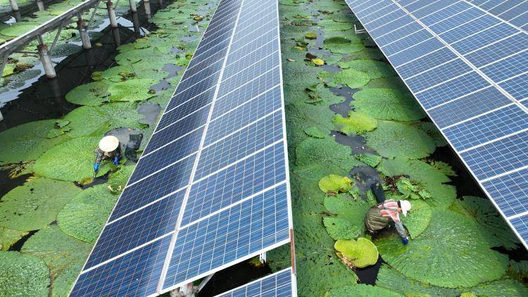 Farmers work under solar panels in China