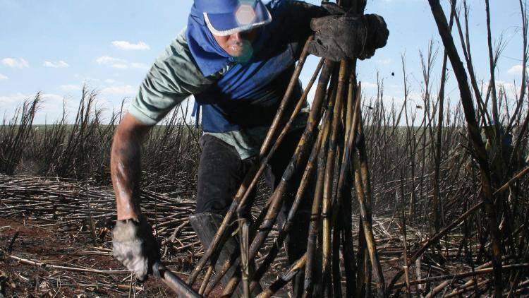A farm worker cuts sugar-cane at the São Manoel plantation. Photo: Rew Harrer/Bloomberg