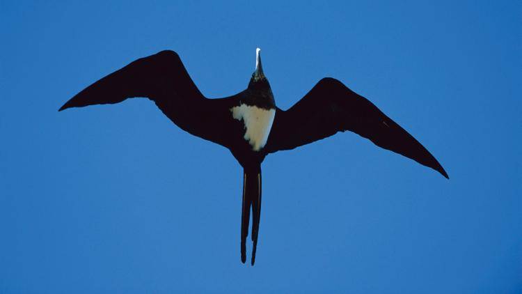 Two Ascension Frigatebirds have returned to nest on the island for the first time in 150 years. Photo:Getty Images/Minden Pictures RM