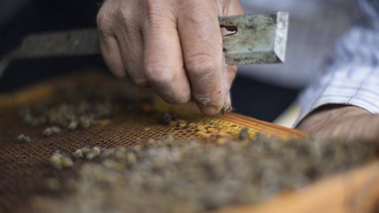 Bees, quinces and free-range hens take over from inner-city life. Photo: Getty Images