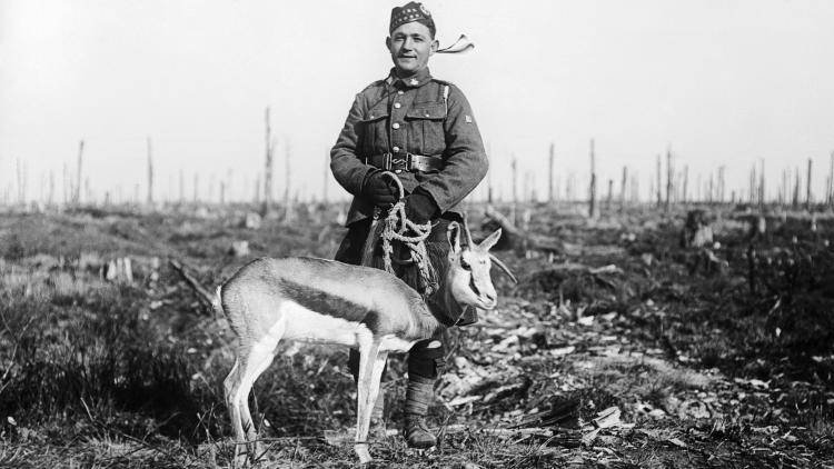 Nancy, the springbok mascot of the 4th South African Regiment, in Delville WOod, February 1918. Photo: 2nd Lt.T.K.Aitken/IVWM via Getty Images