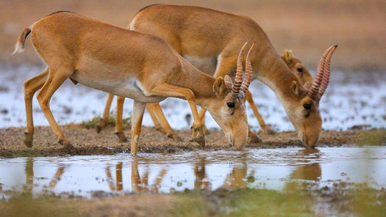Saiga antelopes at the Stepnoi Nature Reserve in Russia’s Astrakhan region. The Stepnoi Nature Reserve was created especially for saiga antelopes which are a critically endangered species. Photo: Getty Images.