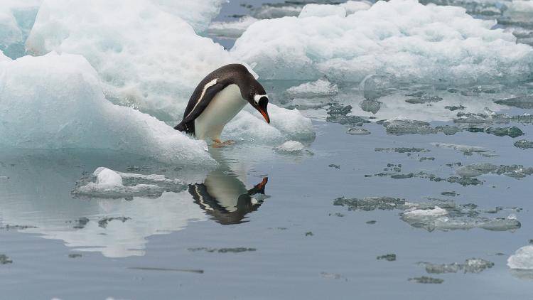 Antarctica is the only continent on Earth without human inhabitants hosting only animals including the gentoo penguin. The Antarctic Treaty, signed in 1959, allows only scientific research to be carried out on the continent. Photo: Getty Images.