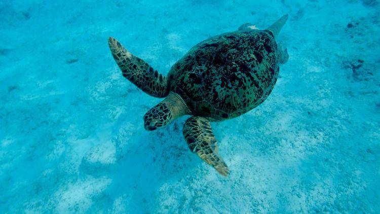 Sea turtles can be found swimming during breeding season off of the coast of Madagascar in the Indian Ocean. Photo: Getty Images. 