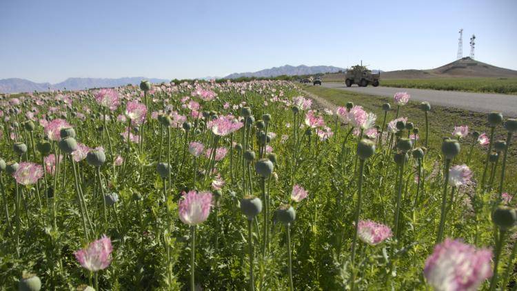 Opium Fields ready for harvest.