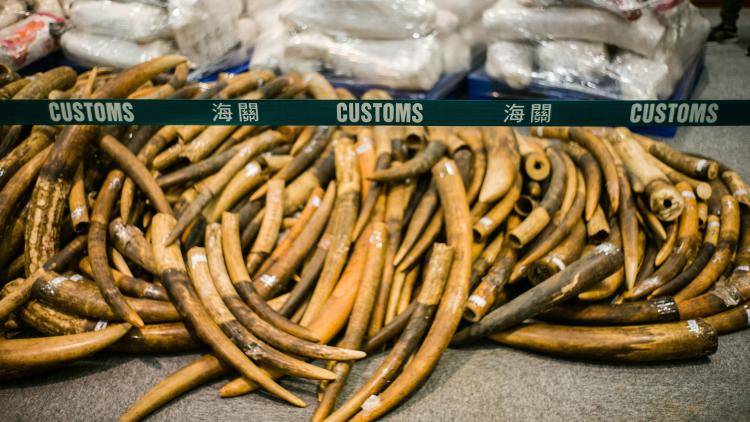 An illegal haul of elephant tusks seized by customs officials in Hong Kong
