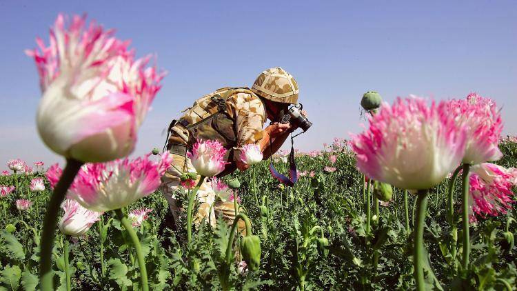 A British soldier photographs heroin poppies in Helmand Province