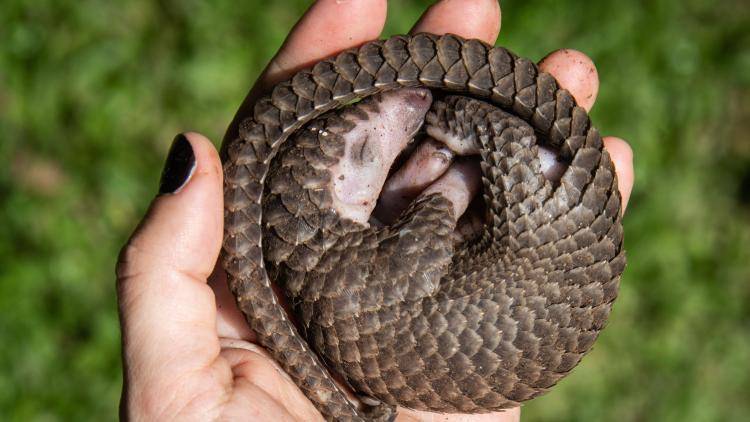 A white-bellied pangolin rescued from local animal traffickers in Uganda