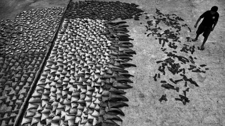 Hundreds of shark fins dry out on the dock at Manta in Ecuador. The trade in shark fins is banned under international conventions