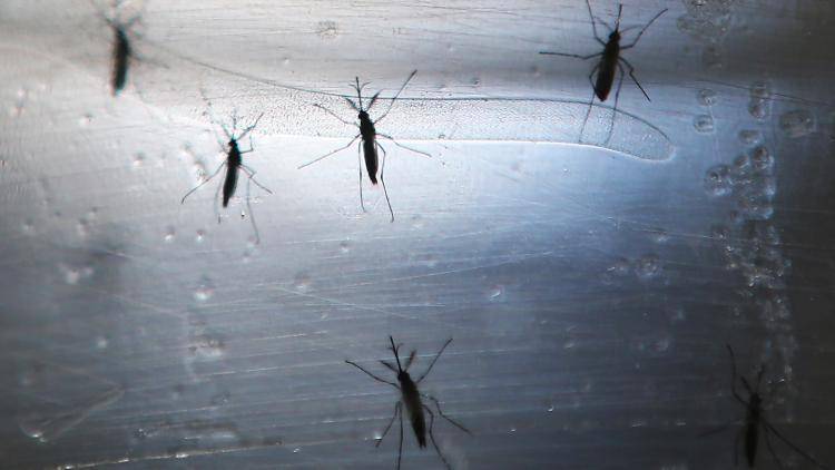 Aedes aegypti mosquitoes that spread the Zika virus in a lab in Recife, Brazil