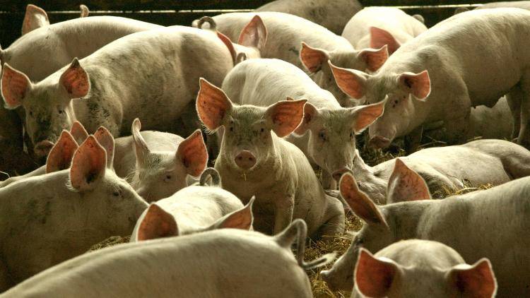 As The Capital suggests, you can’t make a Silk Road from a sow’s ear