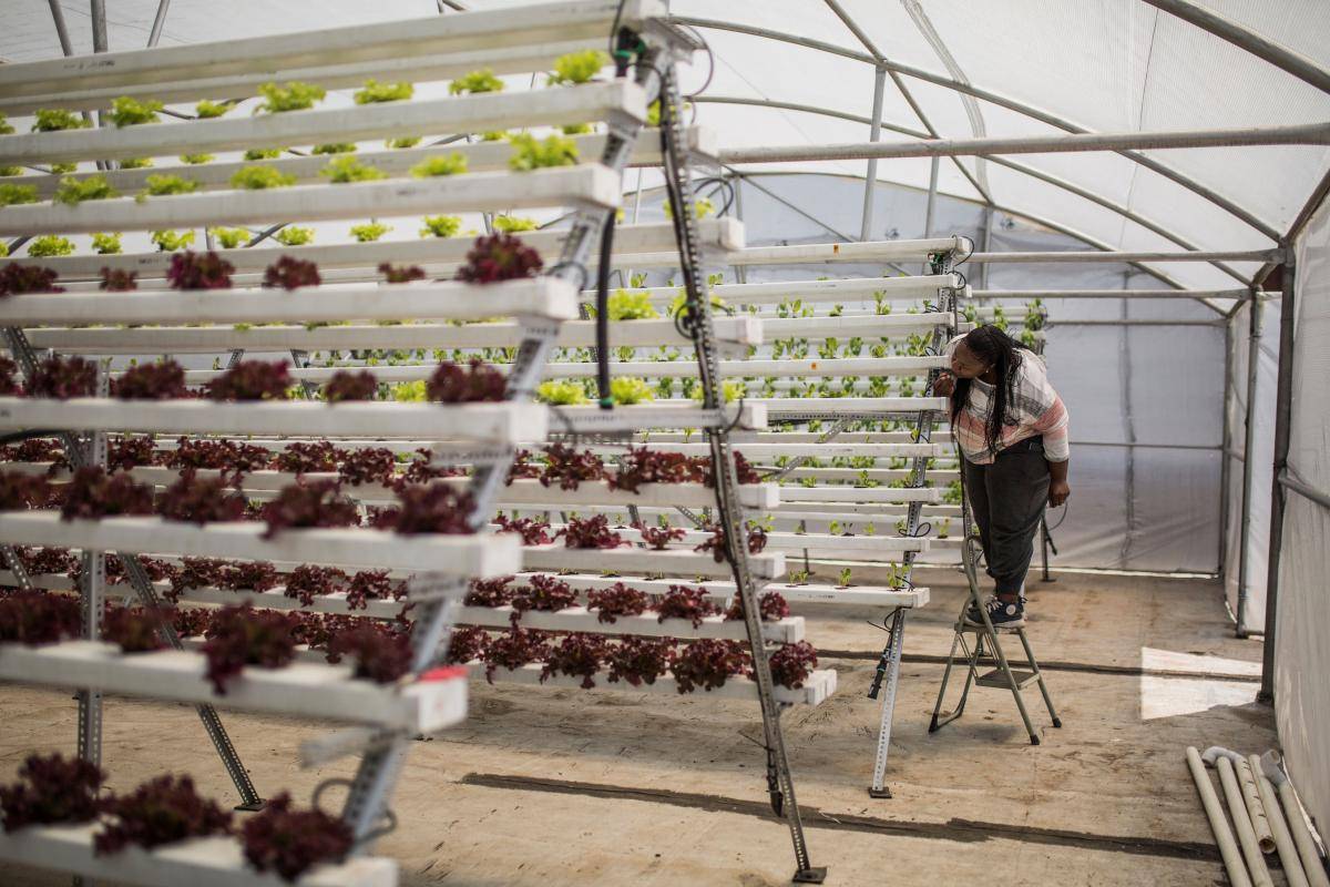 ‘In Season’ farm uses the hydroponic method to grow vegetables and herbs on the rooftop of a residential building in Johannesburg, South Africa. Photo: Getty Images