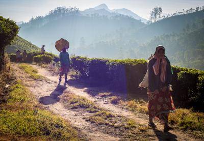 Tea pickers walk at dawn through the tea plantations of Munnar, Kerala, on 7 May 2017. Copyright: Pardeep Singh Gill/Getty Images