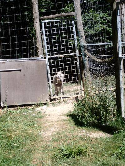 A wolf looking through a fence 