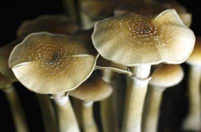 Magic mushrooms are classified as food under Dutch law. Photo: Roger Cremers/Bloomberg via Getty Images