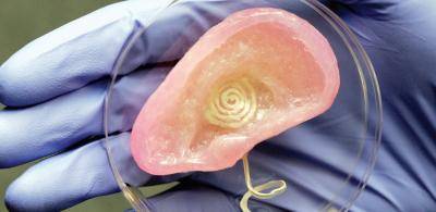 A 3D-printed ear with a coil antenna embedded in the cartilage. Photo: Frank Wojciechowski