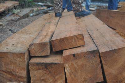 21 April 2016: Timbers seized from illegal loggers in Indonesia. Photo: Getty Images.