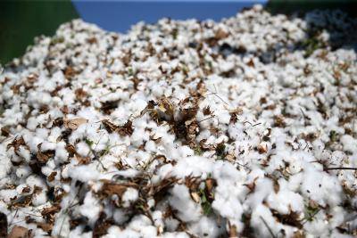 Cotton harvested at a cotton farm in Cukurova district in the southern Adana province of Turkey. Photo: Getty Images