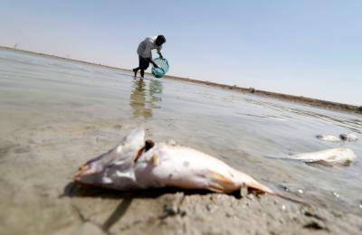 A man collects dead fish from a reservoir at a fish farm north of Basra in August. Photo: Getty Images.