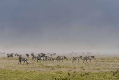 Zebras in a dust storm in Amboseli National Park in Kenya. Photo: Getty Images.