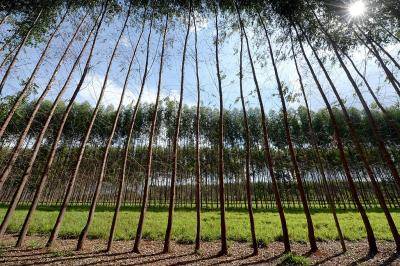 An area of forest-pasture integration prepared to receive dairy cattle for feeding in Ipameri, Brazil. Photo: Getty Images.