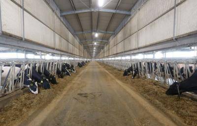 Cows are are fed at a dairy factory at Baladna farm in al-Khor, Qatar. Photo: Karim Jaafar/AFP via Getty Images.