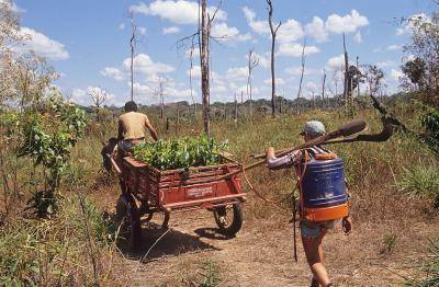 Mahogany tree seedlings being taken to be planted out in the Amazon. Photo: Getty Images.