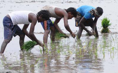 Migrant workers plant paddy in a field at Jhandi village in Patiala, India.