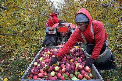 Apples being picked before going into cold storage so they can be bought up until Christmas. Photo by Suzanne Kreiter/The Boston Globe via Getty Images.