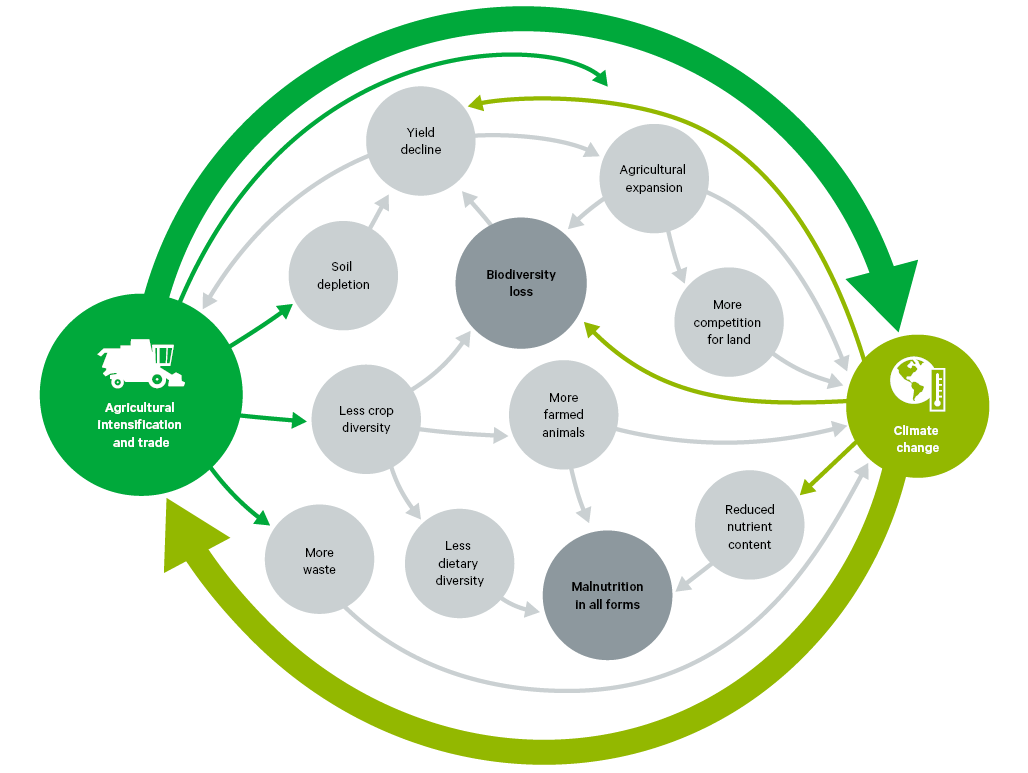 Figure 3. The ‘cheaper food’ paradigm
